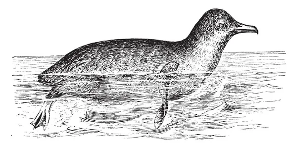 Malý Tučňák Výhradně Pro Plavání Potápění Vintage Kreslení Čar Nebo — Stockový vektor