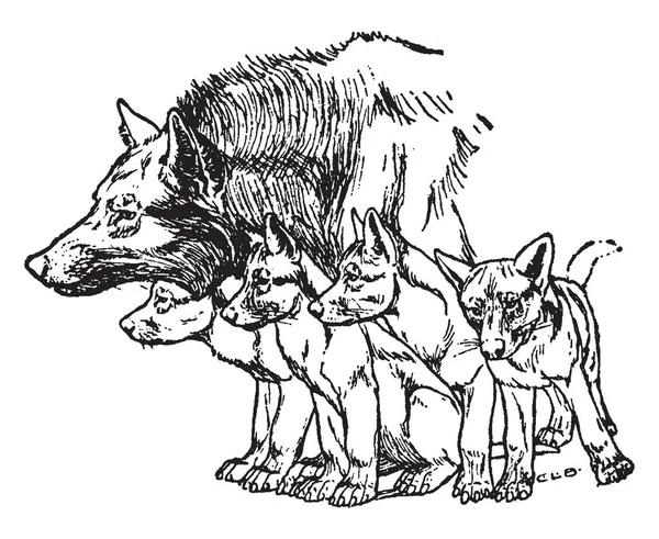 モウグリの兄弟は ヴィンテージの線画を見てやイラストを彫刻 赤ちゃんオオカミとオオカミの図 — ストックベクタ