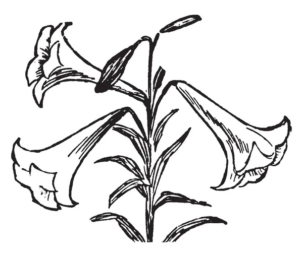 Madonna Lily Una Planta Verdadera Familia Lily Dibujo Línea Vintage — Vector de stock