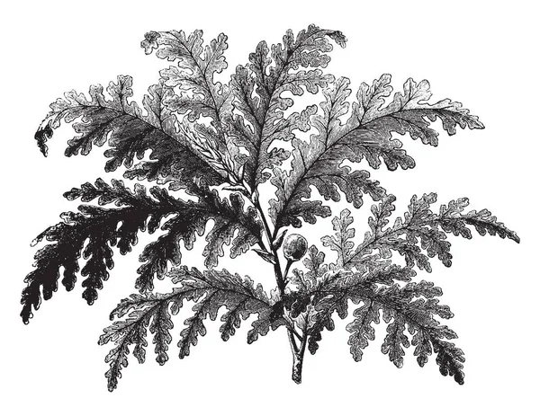 无花果树的图片与一个单一的无花果和波浪叶 复古线条画或雕刻插图 — 图库矢量图片