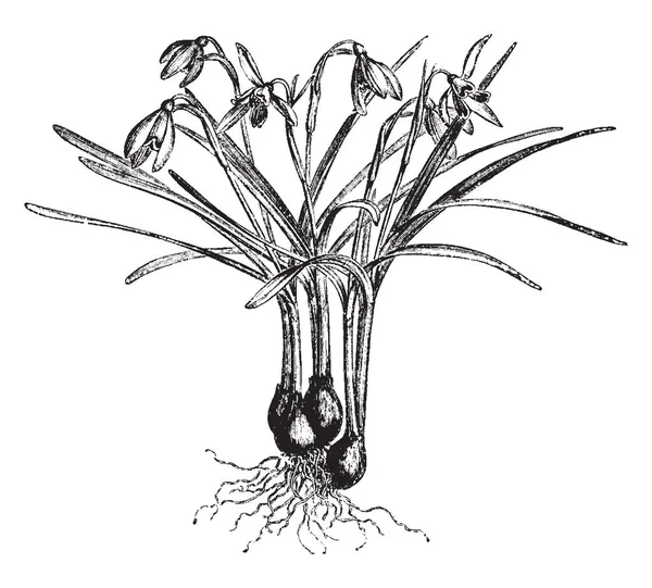 사진을 보여주는 Galanthus Nivalis 헌병으로 일반적으로 알려진 이것은 다년생 흰색과 — 스톡 벡터