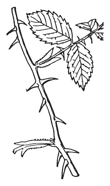 一幅显示玫瑰植物分支的图片 树枝上覆盖着树叶和荆棘 复古线条画或雕刻插图 — 图库矢量图片