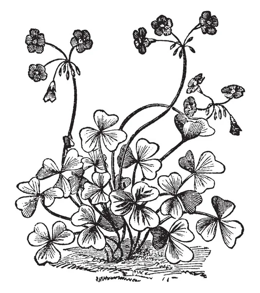 Oxalis Bowiei Una Planta Con Flores Perteneciente Familia Oxalidaceae Las — Archivo Imágenes Vectoriales