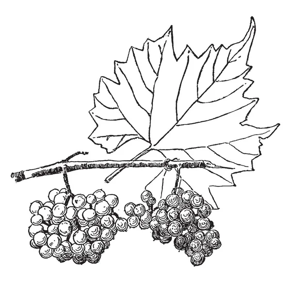 Фотография Растения Витис Монтикола Которое Широко Известно Горный Виноград Основном — стоковый вектор