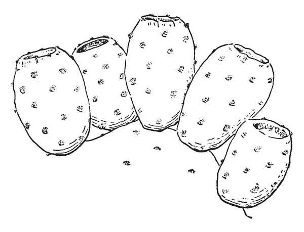 Una Imagen Frutas Opuntia Que Está Armada Con Espinas Afiladas — Vector de stock