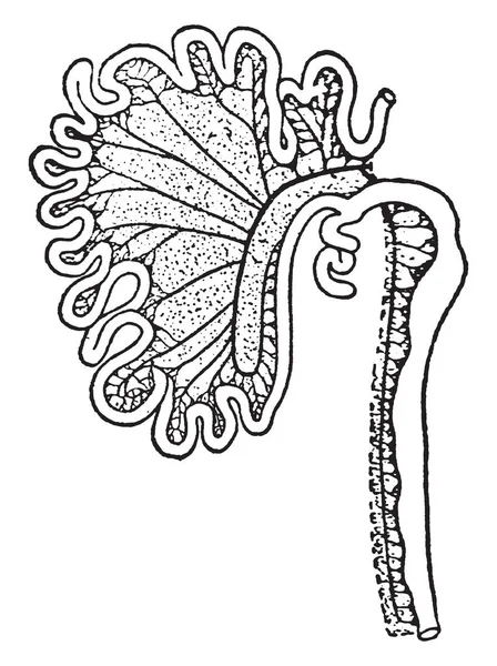 Esta Ilustración Representa Tracto Intestinal Canis Vulpes Dibujo Línea Vintage — Archivo Imágenes Vectoriales