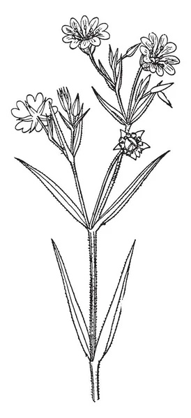 Stitchwort 사진을 보여줍니다 그것은 Caryophylacae에 속합니다 머리카락 빈티지 그리기 — 스톡 벡터