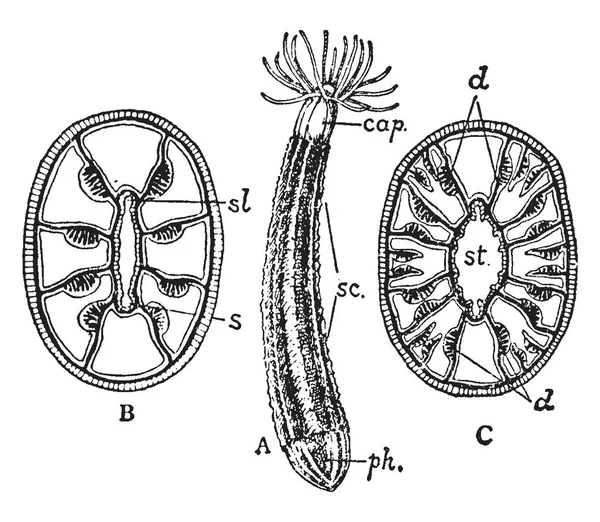 Zooid Historiquement Également Été Utilisé Pour Une Cellule Organique Corps — Image vectorielle