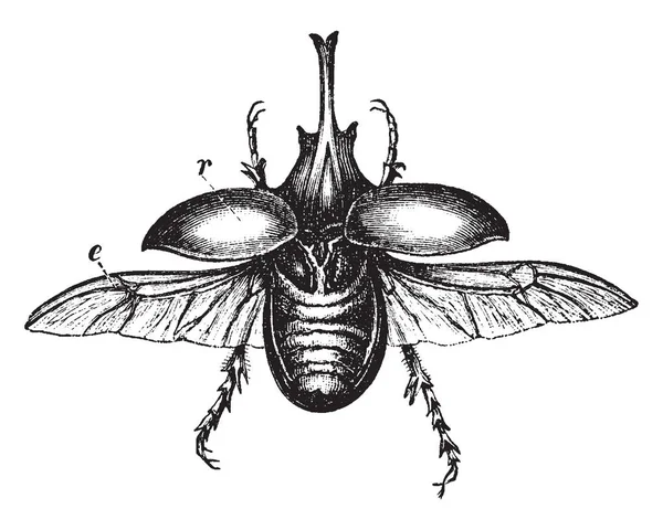 Escarabajo Centauro Encontrado África Tropical Dibujo Línea Vintage Ilustración Grabado — Vector de stock