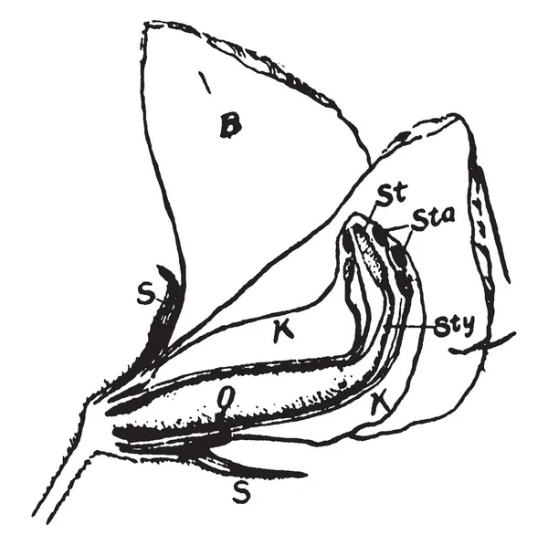 Esta Imagen Muestra Una Flor Guisante Esta Imagen Muestra Una — Vector de stock