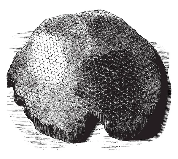 蜂蜜梳子是由蜡和发现在各种植物 复古线画或雕刻插图 — 图库矢量图片