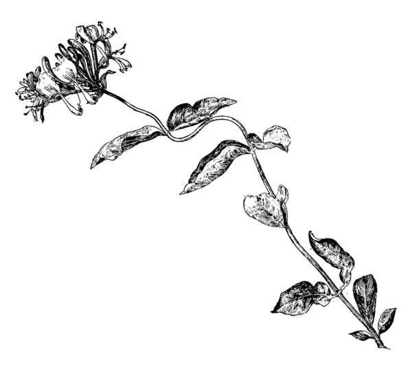Buisson Fleuri Grimpe Plusieurs Pieds Haut Les Fleurs Sont Très — Image vectorielle