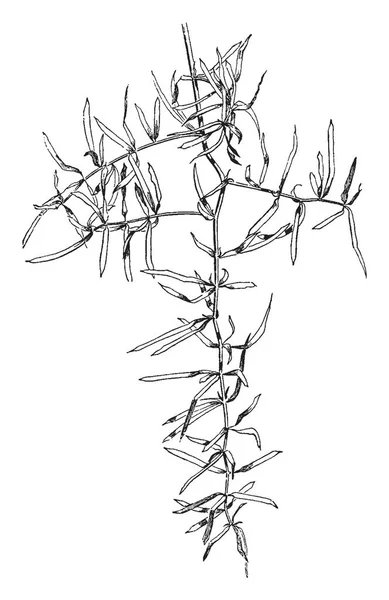 アスパラガスの Sprengeri アスパラガス属です これは種子 ビンテージの線描画や彫刻イラストから成長しやすい植物です — ストックベクタ