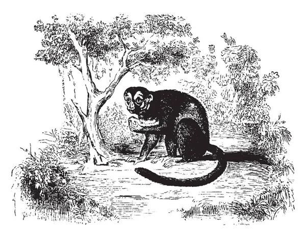 Cette Illustration Représente Bellowing Monkey Mangeant Des Fruits Dessin Ligne — Image vectorielle