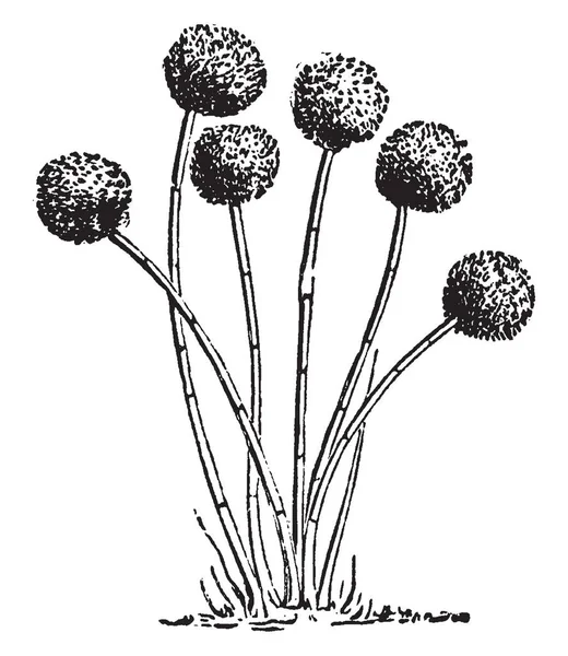 Ein Bild Mit Aspergillus Glaucus Dem Schimmelpilz Des Käses Der — Stockvektor