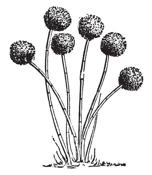 A picture showing Aspergillus Glaucus which is the Mold of cheese, but common on Moldy vegetables, vintage line drawing or engraving illustration.