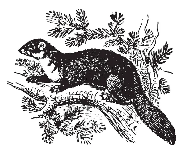 在英语欧洲的松树貂和不太常见也称为 Pineten 复古线条画或雕刻插图 — 图库矢量图片