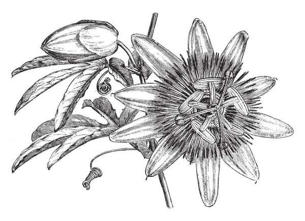 Passiflora Caerulea Odunsu Asma Yüksek Büyüyen Yeteneğine Sahip Olduğunu Formaya — Stok Vektör