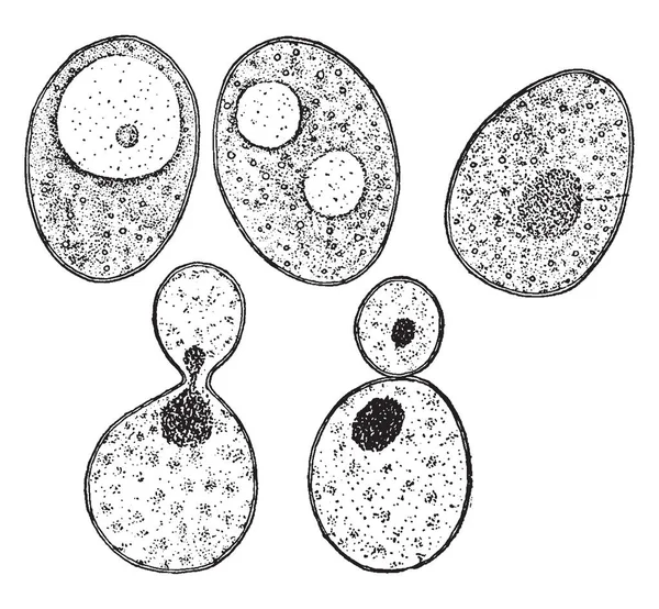 水と混合し 顕微鏡 ビンテージの線描画や彫刻イラストの下で検査されたときに一般的な酵母ケーキのビットを示す画像 — ストックベクタ