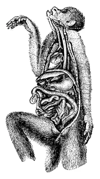 消化道 复古刻插图 动物的自然历史 1880 — 图库矢量图片