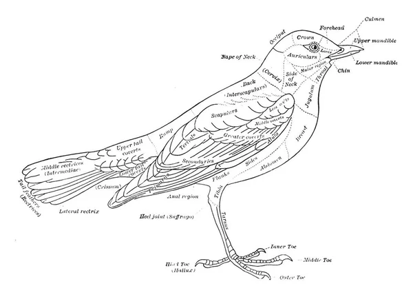 Características Externas Pájaro Dibujo Línea Vintage Ilustración Grabado — Vector de stock