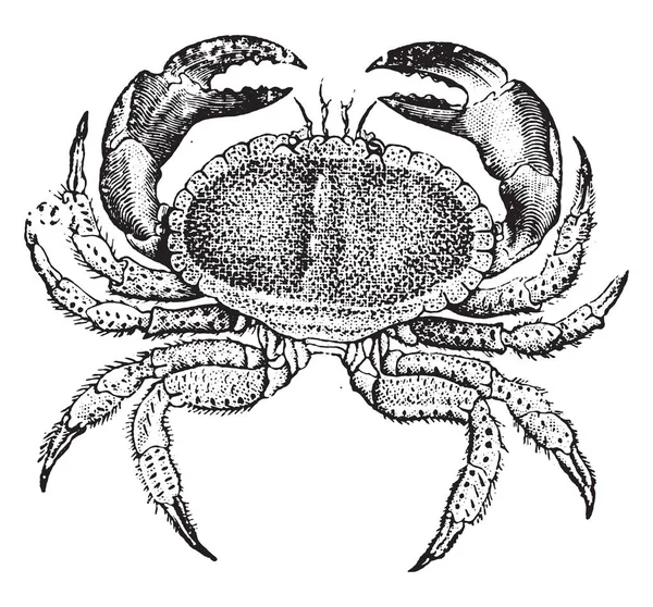 Crabe Comestible Illustration Gravée Vintage Histoire Naturelle Des Animaux 1880 — Image vectorielle