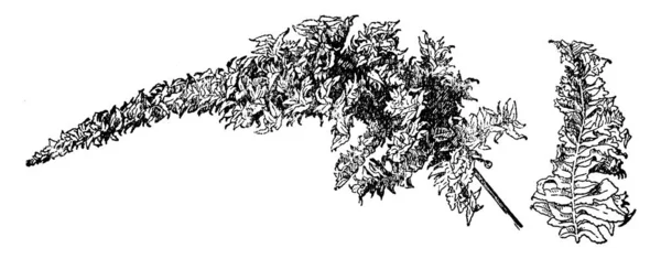 Imagem Scanner Plantas Ilustração Vetorial — Vetor de Stock