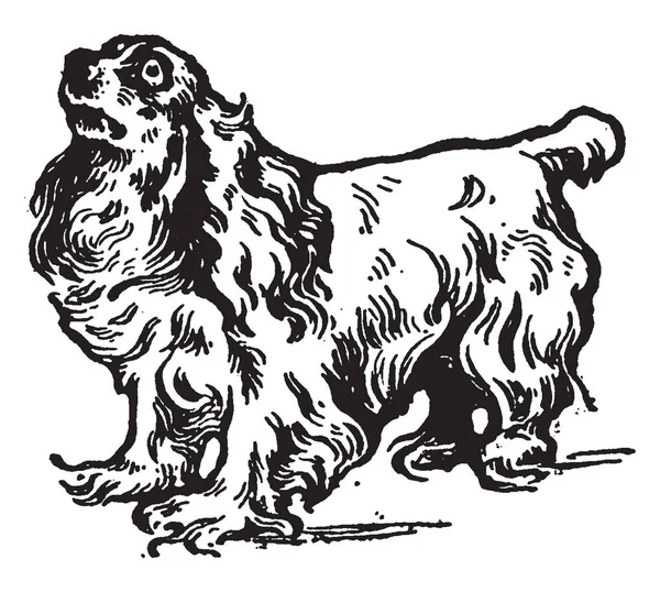 King Charles Spaniel Est Petit Épagneul Classé Comme Chien Jouet — Image vectorielle