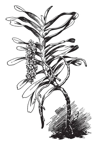 Aerides Odoratum Species Orchidaceae Flowers Long Very Fragrant Vintage Line — Stock Vector