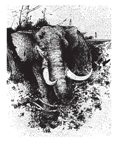 Caza Elefantes Esta Escena Muestra Elefante Bosque Dibujo Línea Vintage — Archivo Imágenes Vectoriales