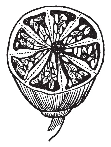 ベリー果実の交差点イメージです 種子は パルプの質量 ビンテージの線の描画や彫刻のイラストに没頭しています — ストックベクタ