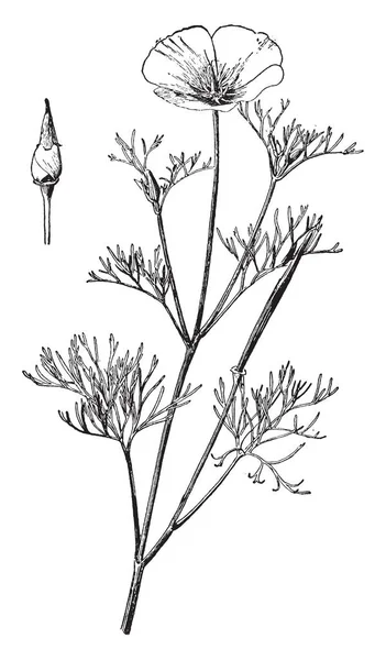 Escholzia Maritima는 양귀비과 캘리포니아 Eschscholzia Californica 빈티지 드로잉 그림에에서 식물의 — 스톡 벡터