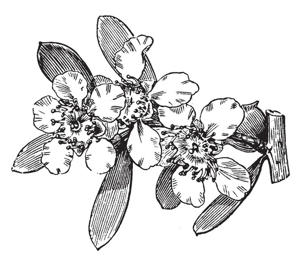Leptospermum Laevigatum Bir Bitki Gösterilen Resim Onun Çiçekli Dal Nisan — Stok Vektör