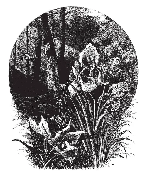 Рисунок Показывающий Цветы Растения Айрис Рисунок Винтажной Линии Гравировку — стоковый вектор