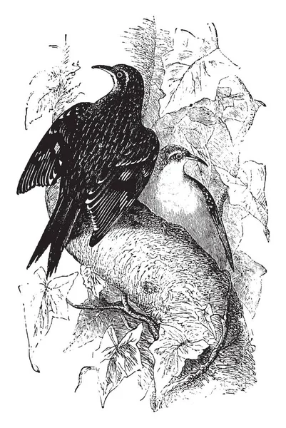 欧洲常见的爬行者是一个小而快速移动的小鸟 复古线条画或雕刻插图 — 图库矢量图片