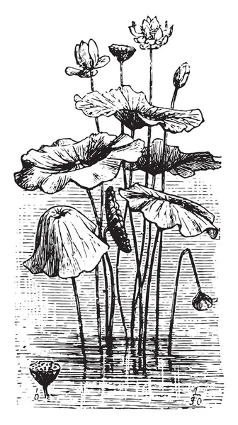 Nelumbo Ilustración Grabada Vintage Vie Dans Nature 1890 — Archivo Imágenes Vectoriales