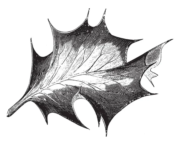 葉のモチノキ Aquifolium アルジェンテア メディオ ピクタがある強力な棘 ビンテージの線描画や彫刻イラスト — ストックベクタ