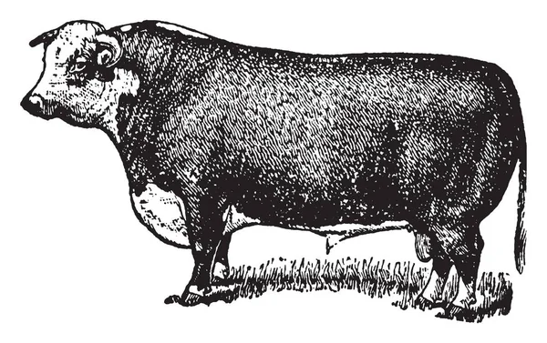 Hereford Bull Используется Размножения Крупного Рогатого Скота Рисования Говядины Винтажных — стоковый вектор