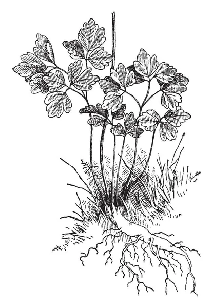 Рисунке Изображены Радикальные Листья Aquilegia Canadensis Листья Являются Радикальными Листьями — стоковый вектор