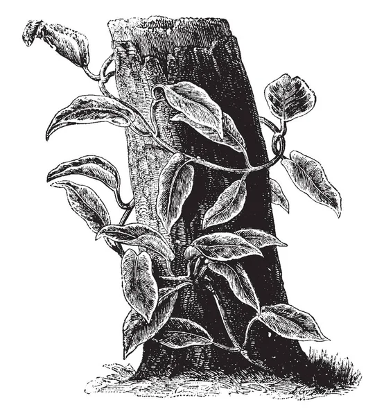 Görüntü Bir Hoya Carnosa Olarak Bilinen Balmumu Çiçek Gösterir Hoya — Stok Vektör