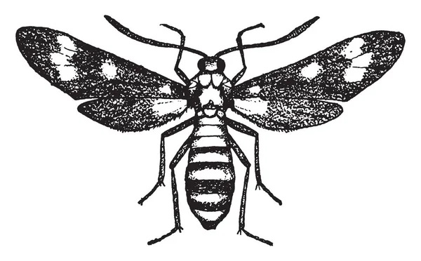 Euchromia Ipomaeae Que Una Polilla Que Vuela Bastante Pesada Torpemente — Vector de stock