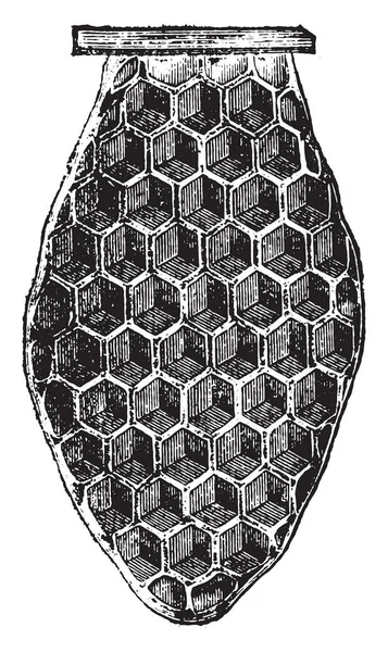 建筑梁 复古雕刻插图 动物的自然历史 1880 — 图库矢量图片