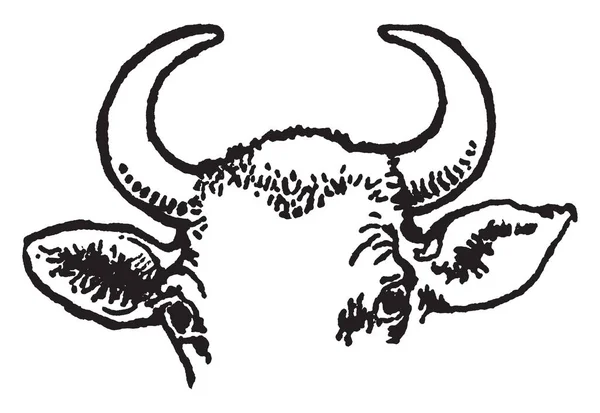 Коровьи Рога Постоянная Заостренная Проекция Голову Различных Животных Состоящая Покрытия — стоковый вектор