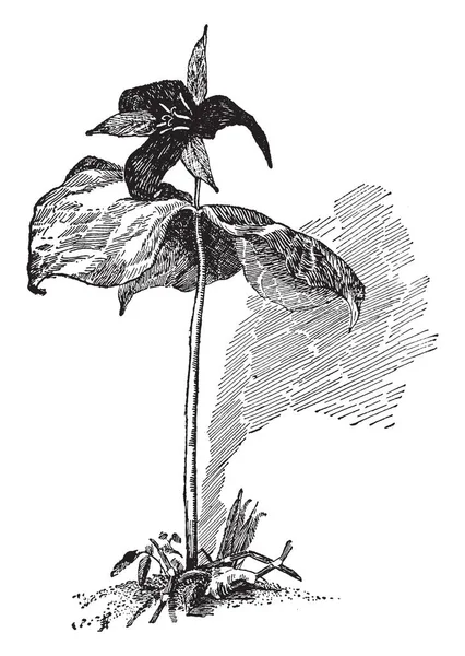 Picture Showing Trillium Erectum Also Known Red Trillium Belongs Melanthiaceae Royalty Free Stock Illustrations