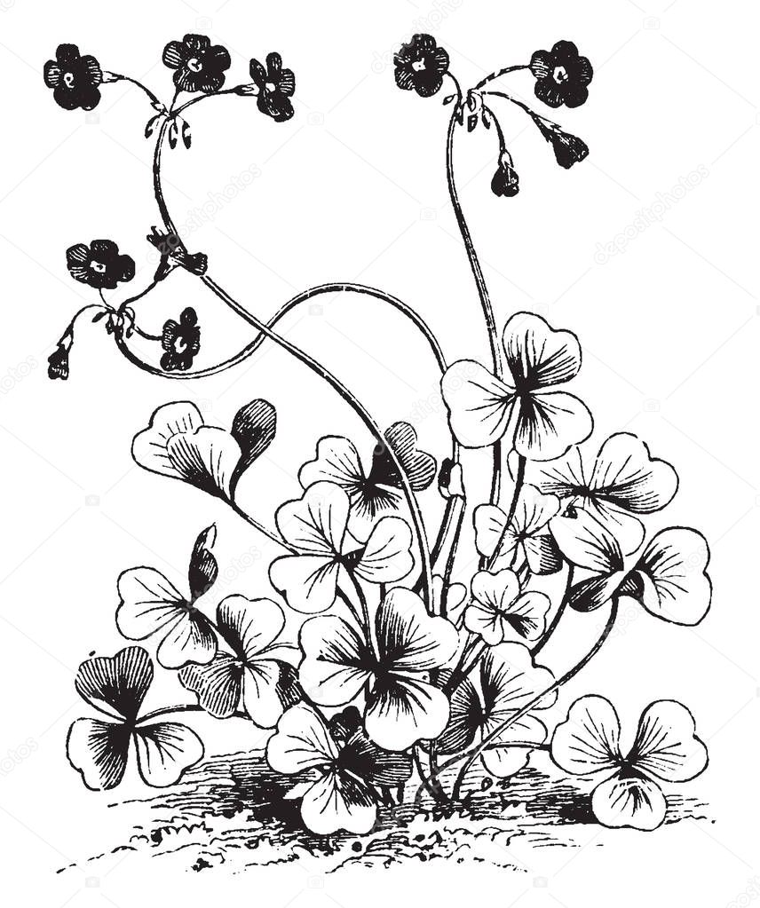 Oxalis Bowiei is red and yellow in color inside the flower, vintage line drawing or engraving illustration.