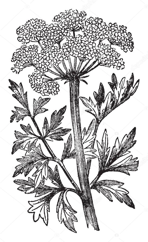 A picture, that's showing Hemlock Water Dropwort. It belongs to Apiaceae family. It is native to Great Briatin. It grows in damp ground. The flowers are in cluster, vintage line drawing or engraving illustration.