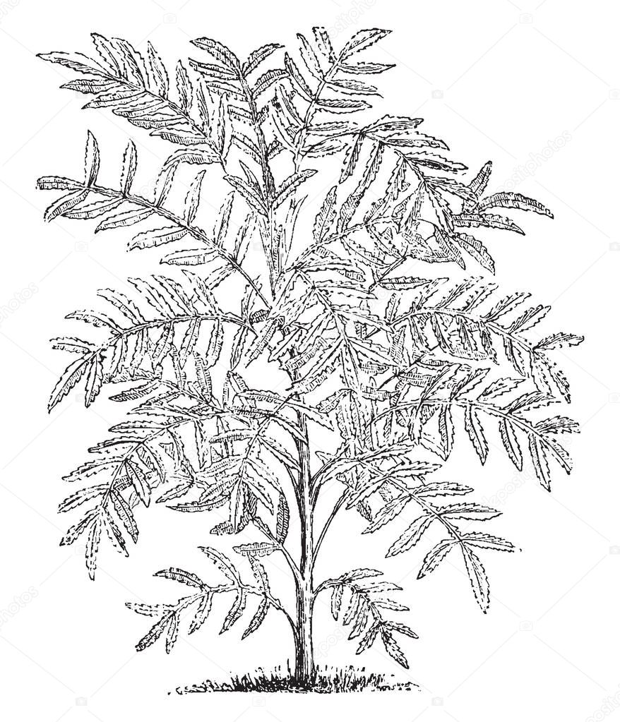 This picture belongs to flower plant called melianthus and its common name is honey flower. The prominent brown flowers are growing in the spikes for a long time. This flower blooms in summer season, vintage line drawing or engraving illustration.