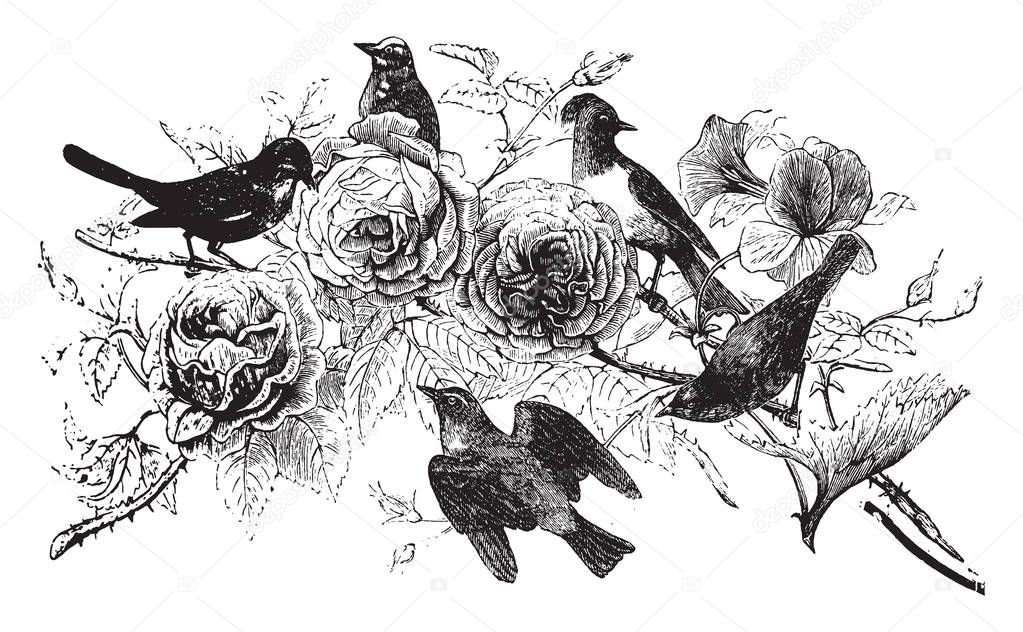 Passeres in which the legs feet and talons are generally smaller than those of predatory birds, vintage line drawing or engraving illustration.