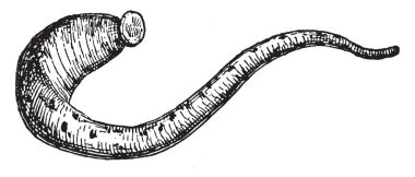Medicinal Leech is a leech used in bloodletting, vintage line drawing or engraving illustration. clipart