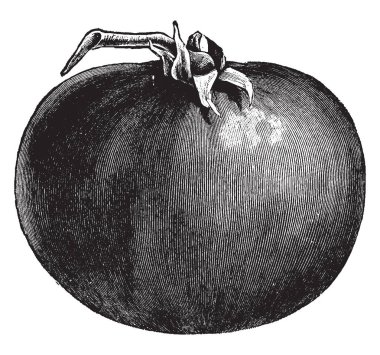 Domates iyi besin değerleri ile yenilebilir meyvedir. Öyle parlak pürüzsüz ve kırmızı renk, vintage çizgi çizme veya oyma illüstrasyon.